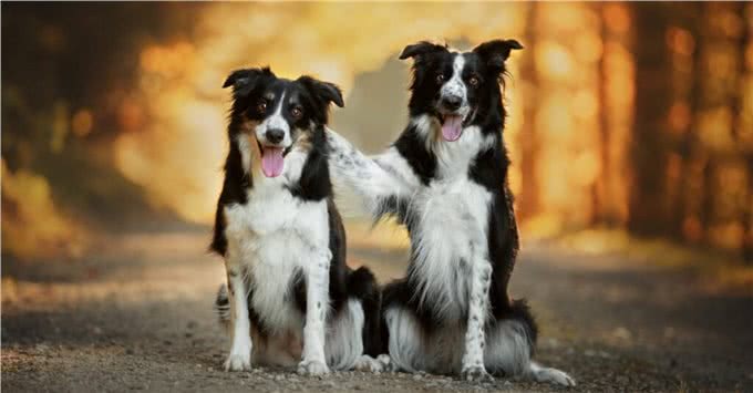 盘点十种搜救犬品种，拉布拉多上榜