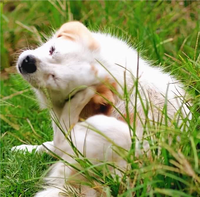 带你挑选一只好幼犬1