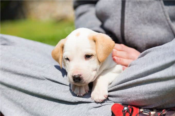 带你挑选一只好幼犬1