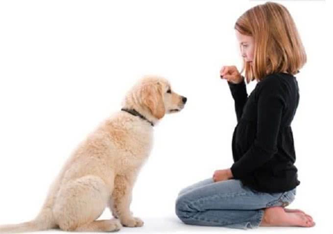 带你挑选一只好幼犬1