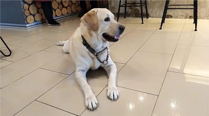 马来西亚导盲犬，直到去世都没被认可，狗狗最终遗憾离去