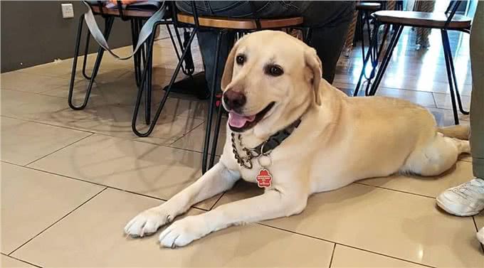 马来西亚导盲犬，直到去世都没被认可，狗狗最终遗憾离去