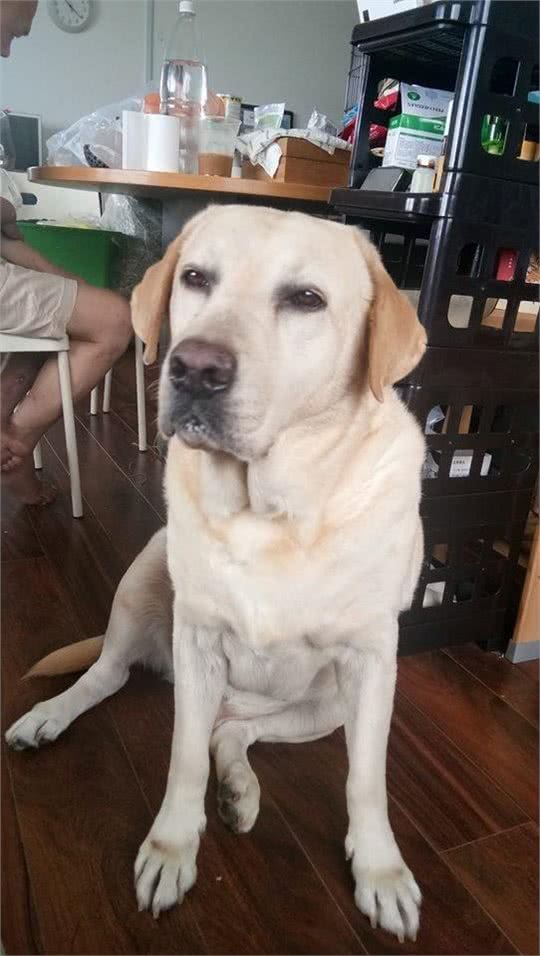 马来西亚导盲犬，直到去世都没被认可，狗狗最终遗憾离去