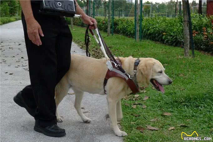 马来西亚导盲犬，直到去世都没被认可，狗狗最终遗憾离去