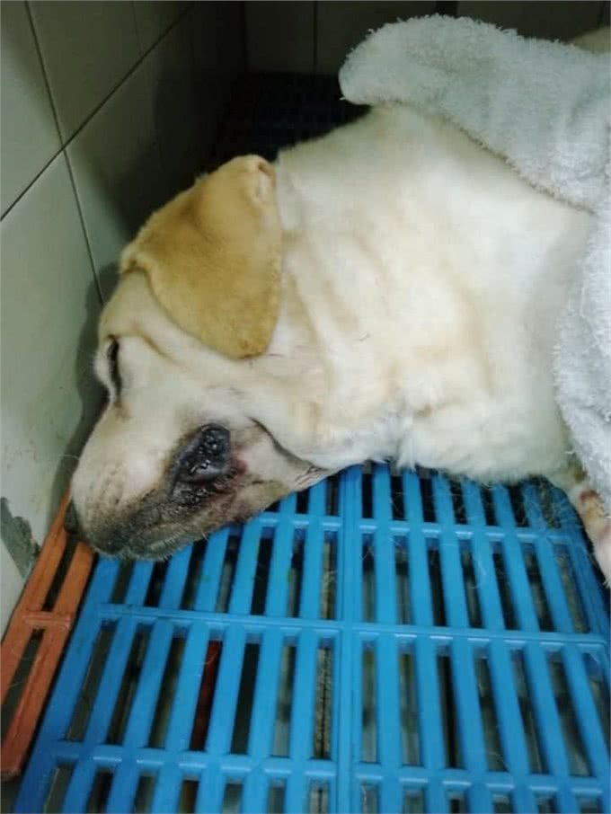 马来西亚导盲犬，直到去世都没被认可，狗狗最终遗憾离去