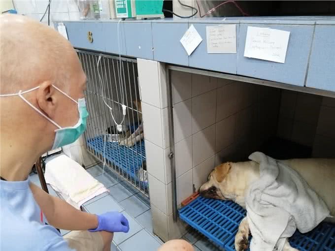马来西亚导盲犬，直到去世都没被认可，狗狗最终遗憾离去