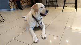 马来西亚导盲犬，直到去世都没被认可，狗狗最终遗憾离去