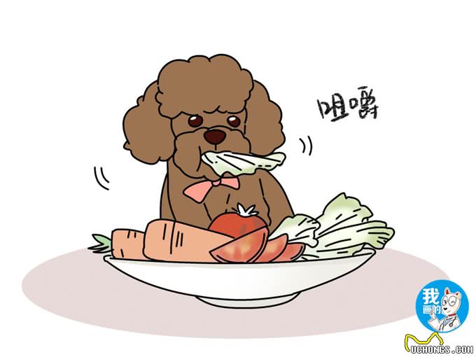 狗狗身上怎么会有螨虫?平时卫生工作做到位了吗