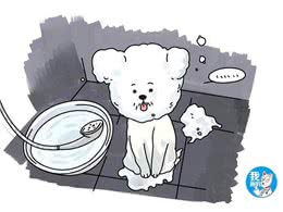 狗狗身上怎么会有螨虫?平时卫生工作做到位了吗