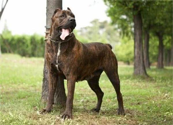卡斯罗幼犬驯养指南、卡斯罗幼犬驯养搭理
