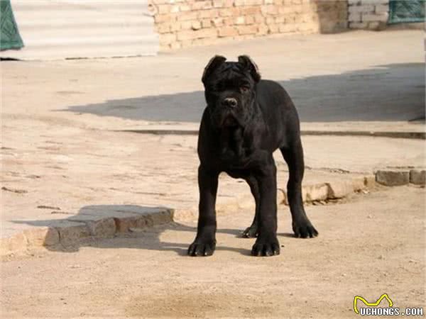 卡斯罗幼犬驯养指南、卡斯罗幼犬驯养搭理