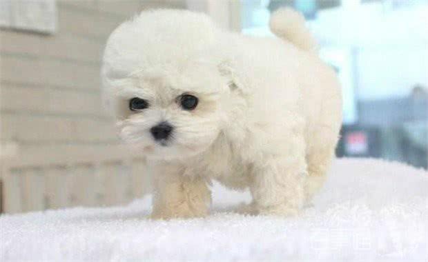 比熊训练—比熊犬训练知识大全