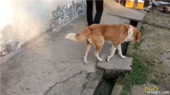 老一辈告诫：土狗不能养十年，不然必成精，究竟是为什么?