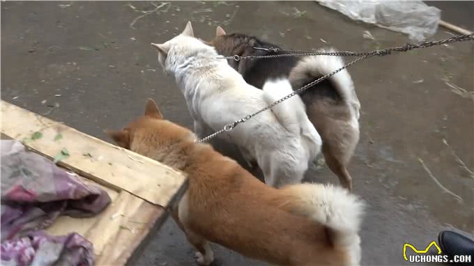 老一辈告诫：土狗不能养十年，不然必成精，究竟是为什么?