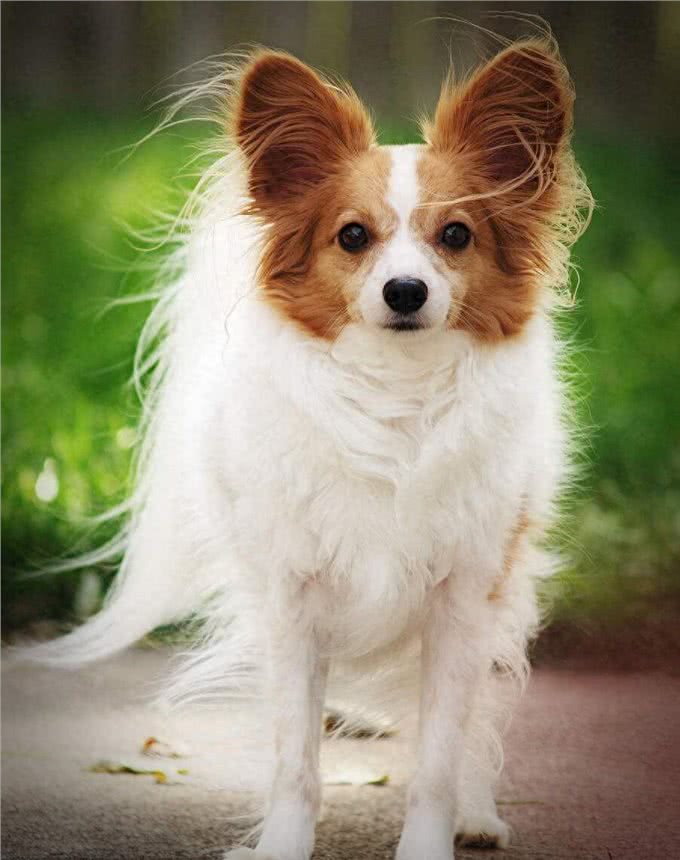 寿命不长的蝴蝶犬，多半有这5个特征