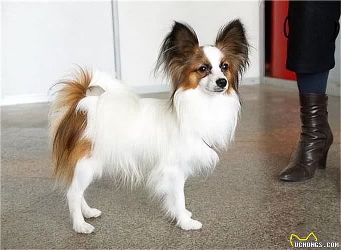 寿命不长的蝴蝶犬，多半有这5个特征