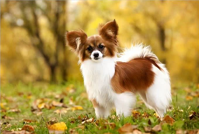 寿命不长的蝴蝶犬，多半有这5个特征