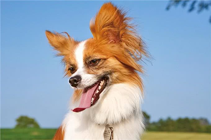 寿命不长的蝴蝶犬，多半有这5个特征