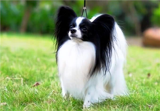 寿命不长的蝴蝶犬，多半有这5个特征