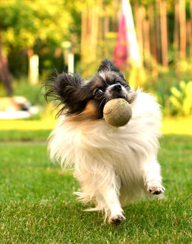 寿命不长的蝴蝶犬，多半有这5个特征
