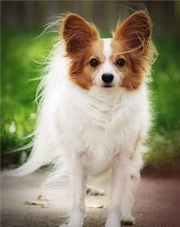 寿命不长的蝴蝶犬，多半有这5个特征