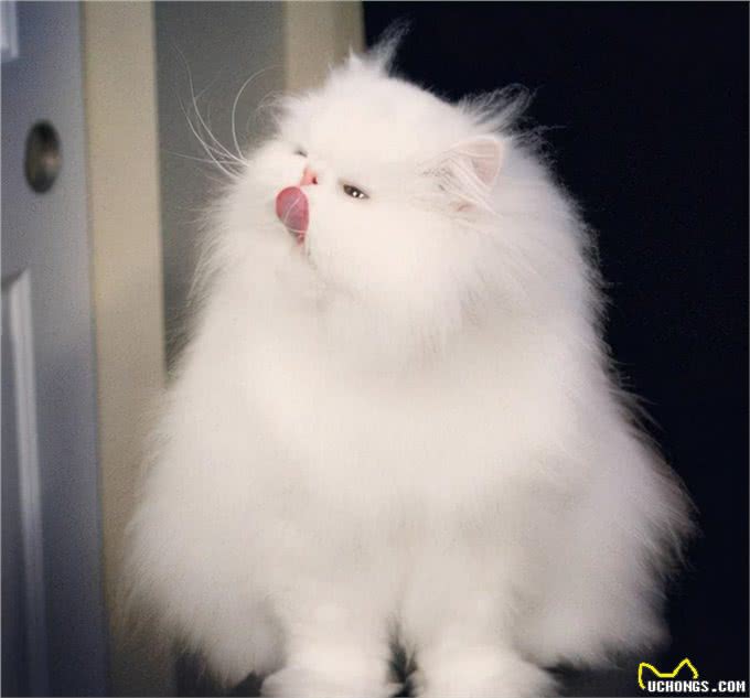 蓝色眼睛的猫品种