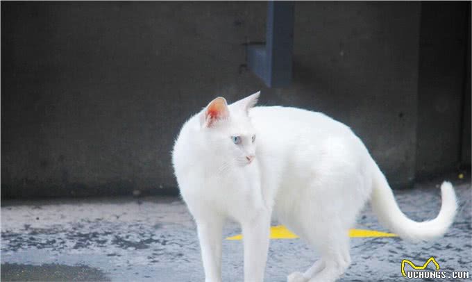 蓝色眼睛的猫品种