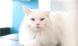 蓝色眼睛的猫品种