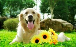 只需3步就可以让你的狗狗变成算数高手，摇身一变成训犬大师!