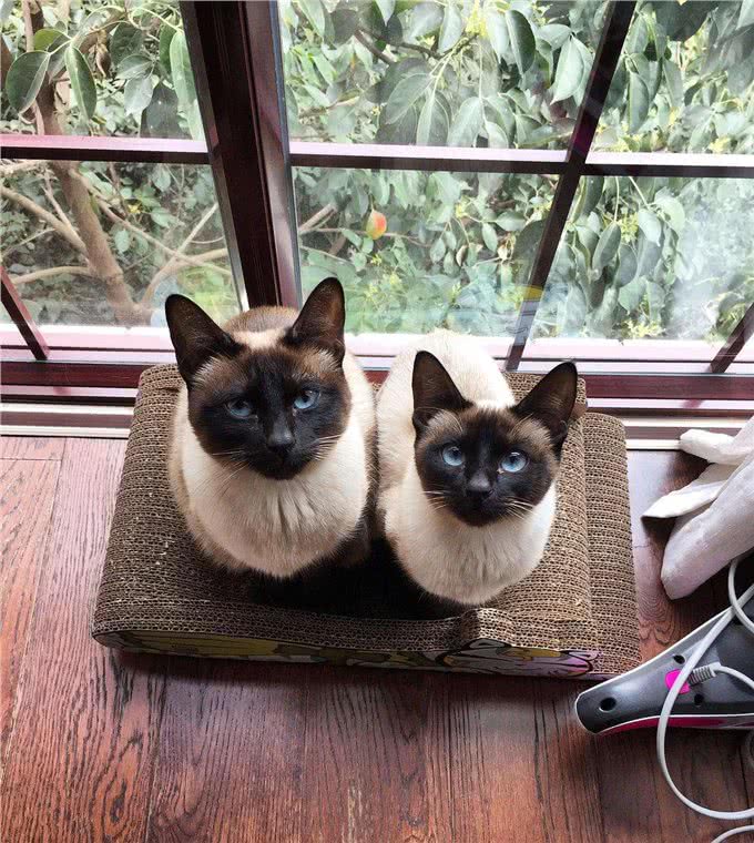 养猫就养暹罗猫，忠诚护主，很难不爱