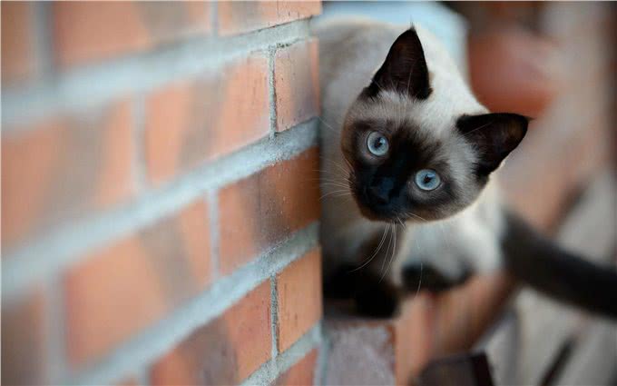 养猫就养暹罗猫，忠诚护主，很难不爱
