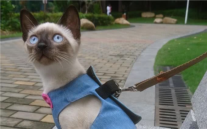 养猫就养暹罗猫，忠诚护主，很难不爱