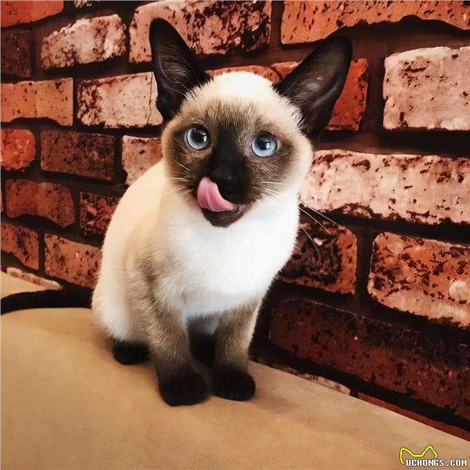 养猫就养暹罗猫，忠诚护主，很难不爱
