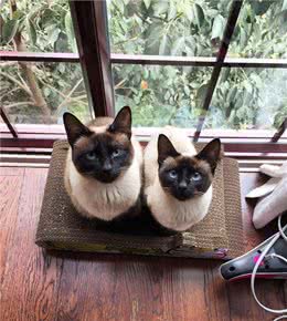 养猫就养暹罗猫，忠诚护主，很难不爱
