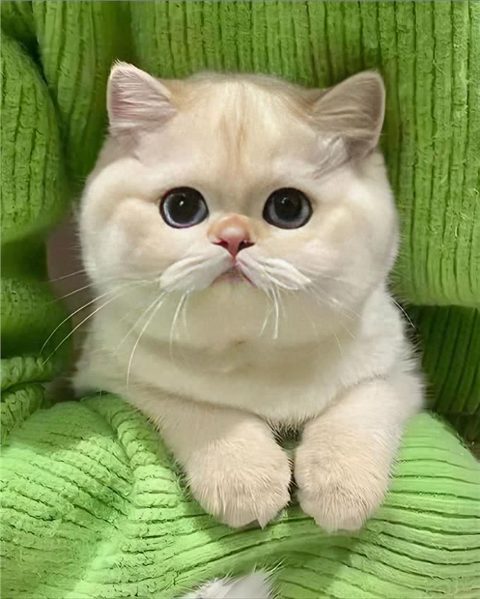 科学养宠的责任与陪伴：如何让猫狗健康快乐地生活