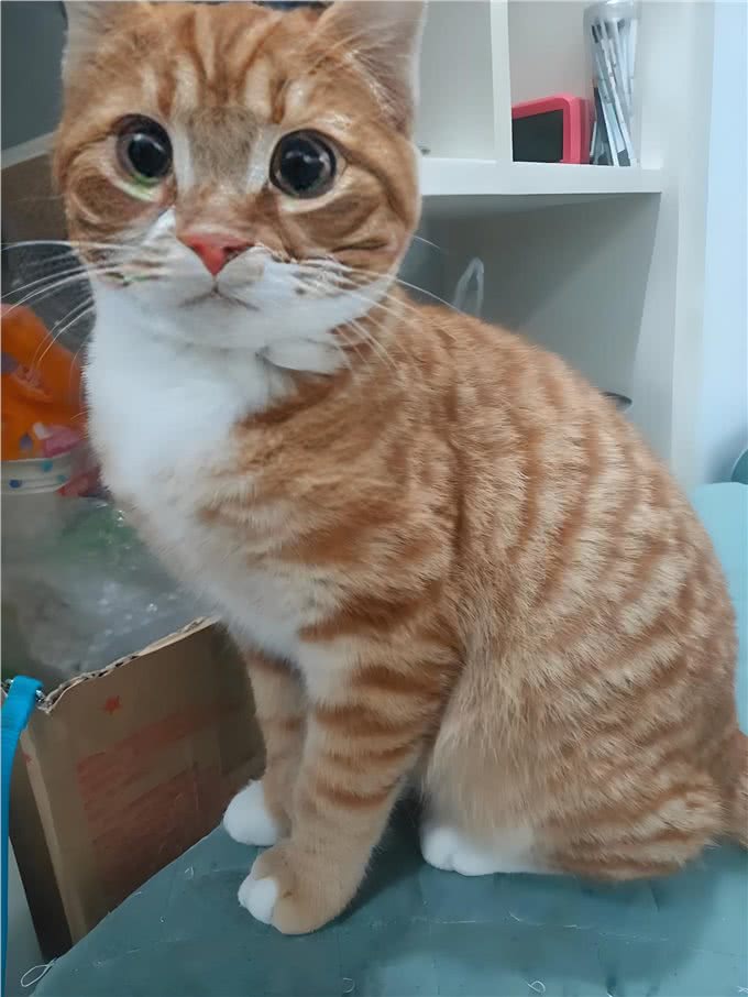 科学养宠的责任与陪伴：如何让猫狗健康快乐地生活