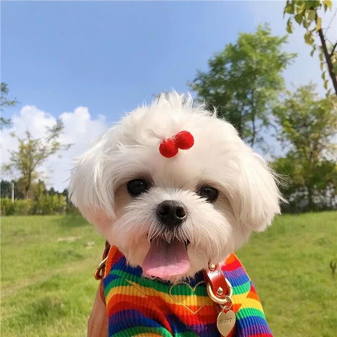 工作忙没时间照顾宠物?这6种狗适合上班族养