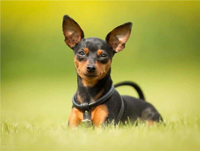 小鹿犬因形态似鹿，又名鹿犬