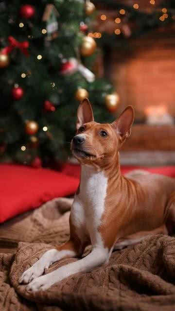 小鹿犬因形态似鹿，又名鹿犬