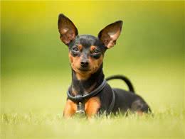 小鹿犬因形态似鹿，又名鹿犬