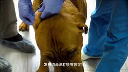 关于犬副流感病毒感染，你需要知道这些!
