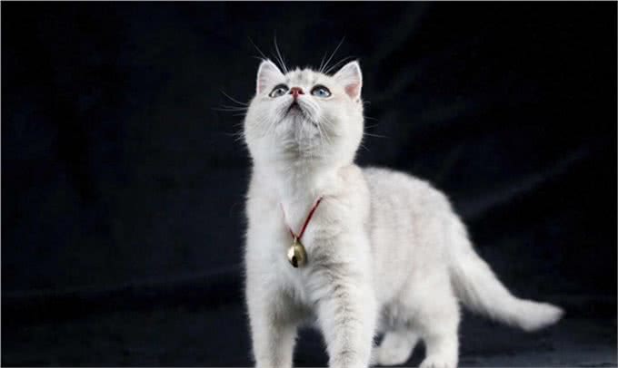 外貌漂亮，毛色银灰，非常迷人的英国短毛猫