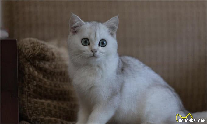 外貌漂亮，毛色银灰，非常迷人的英国短毛猫