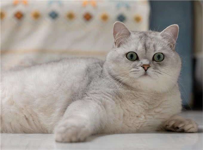 外貌漂亮，毛色银灰，非常迷人的英国短毛猫