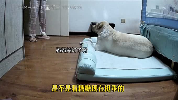 狗狗前半夜玩的有多嗨，下半夜就有多困—监控下的一幕