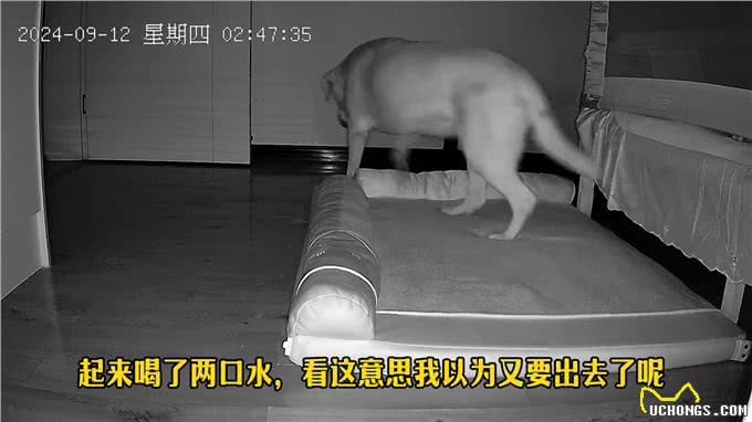 狗狗前半夜玩的有多嗨，下半夜就有多困—监控下的一幕