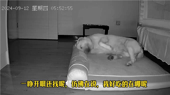 狗狗前半夜玩的有多嗨，下半夜就有多困—监控下的一幕