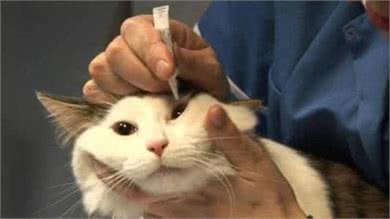 养猫，家里最好常备这6种药，从此不怕猫咪生病!