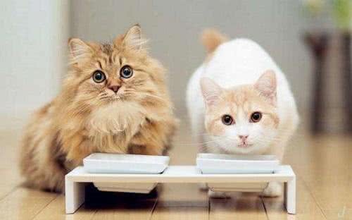 养猫，家里最好常备这6种药，从此不怕猫咪生病!
