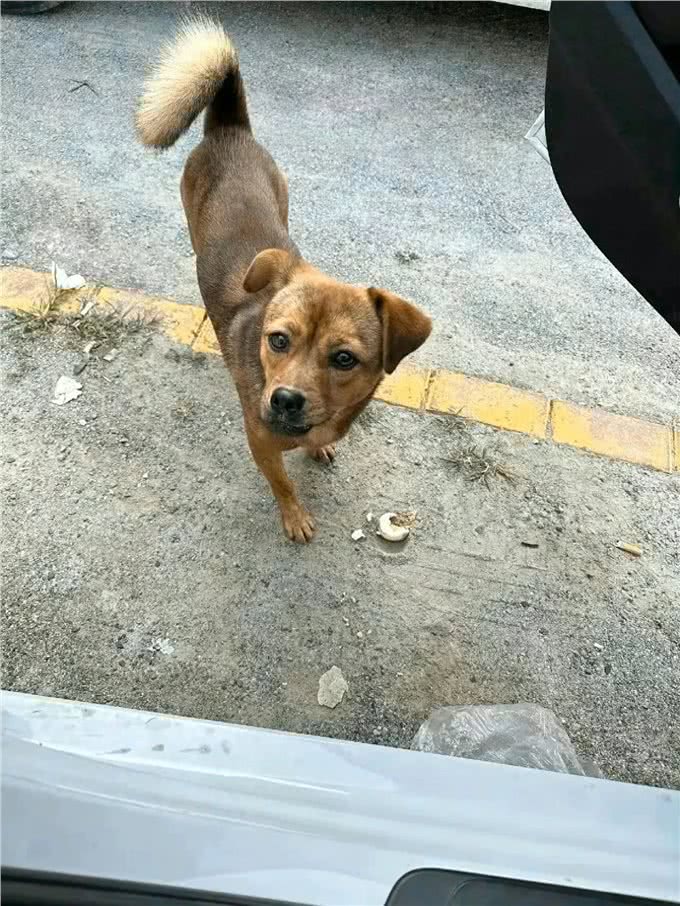 养狗需要耐心，尤其是养只母犬!